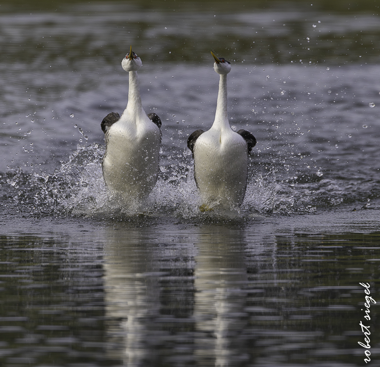Calero County Park and Reservoir